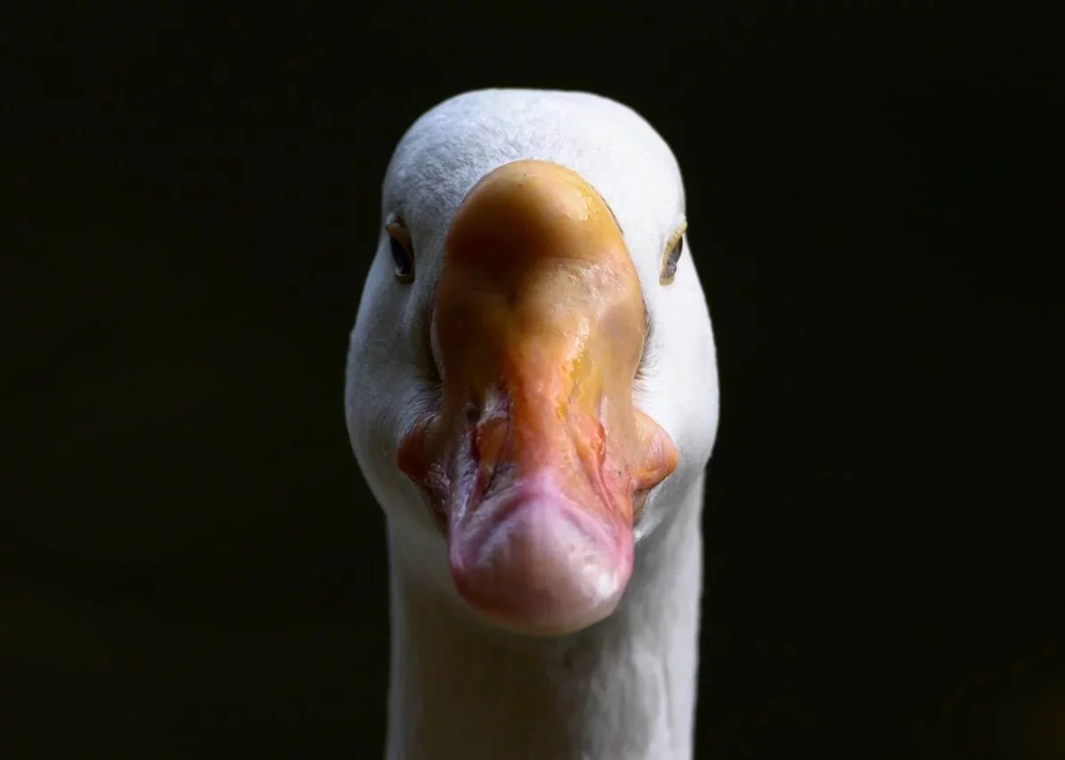 Заказать рекламу в Москве